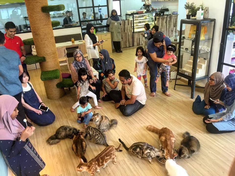 Cats Cafe Johor Bahru | VMO