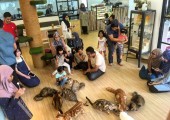 CATS Cafe Johor Bahru