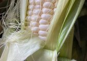 Poppy Mallow by Hyori Fresh White Corn Delivery Service
